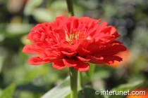 red-flower