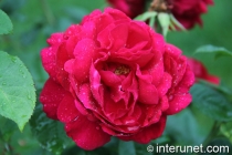 red-rose-after-rain