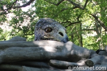 red-tailed-hawk-in-the-nest