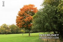 fall-red-tree