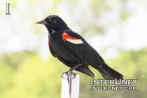 red-winged-blackbird
