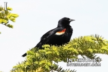 red-winged-blackbird