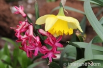 red-and-yellow-flowers