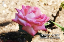 Pink-Meidiland-rose