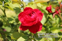 red-rose