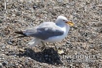 seagull-eating-chips