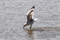 seagull-is-fishing
