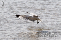 seagull-on-the-lake