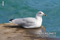 seagull-on-the-pier