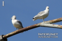 seagulls