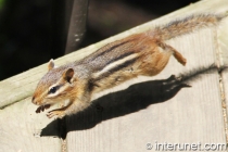 siberian-chipmunk-in-the-air