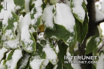 snow-on-leaves