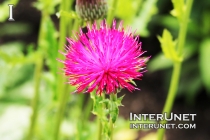 spiky-pink-flower