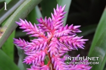 spiky-plant
