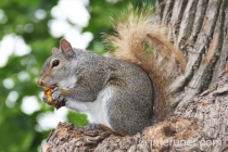 squirrel-eating-lunch