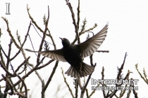 starling-flying