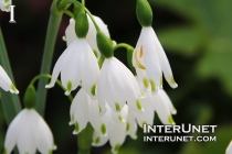 Leucojum aestivum ‘Gravetye Giant’ - summer snowflake