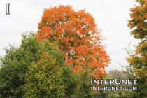 trees-in-fall