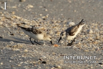 two-birds-on-the-ocean-shore