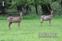 two-deer