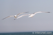 two-flying-seagulls