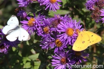 white-and-yellow-butterflies-on-flowers