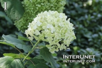 white-flower-ball
