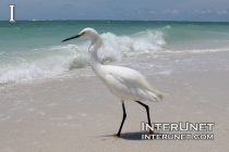 white-heron