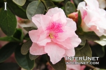 pink-azalea