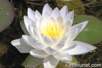 white-water-lily