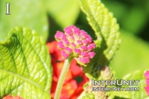 wild-flower
