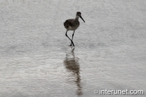 willet-bird-Atlantic-ocean