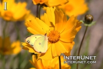 yellow-butterfly-on-yellow-flower