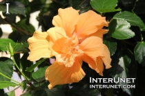 amazing-yellow-flower