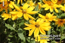 yellow-flowers