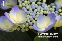 yellow-purple-flowers