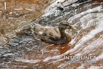 cute-young-baby-duck-duckling