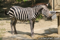 zebra