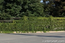 metal fence covered by green plants