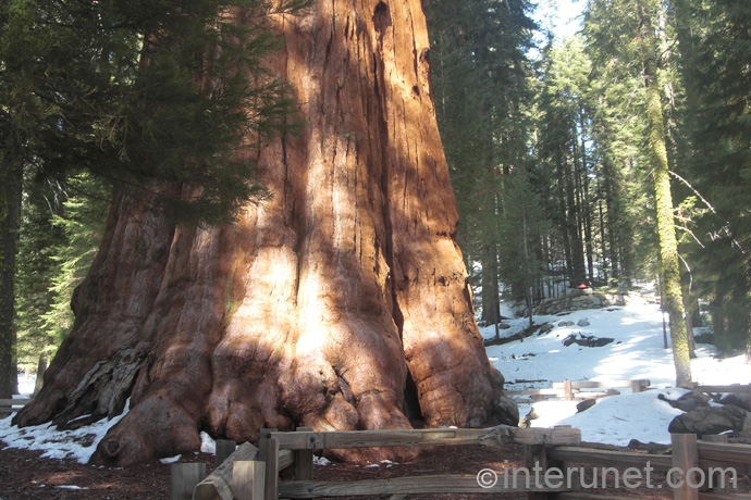 general-sherman-tree