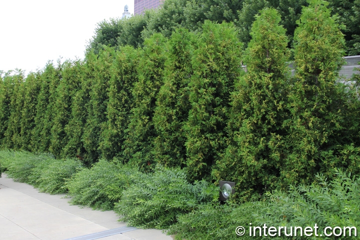 beautiful hedge in the park