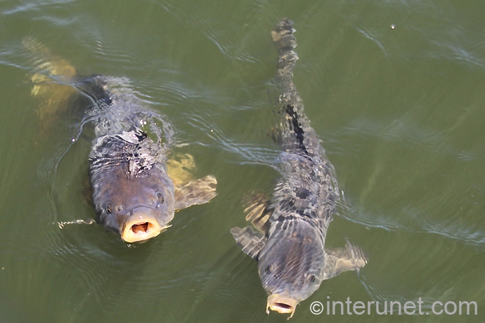 carps-in-the-pond