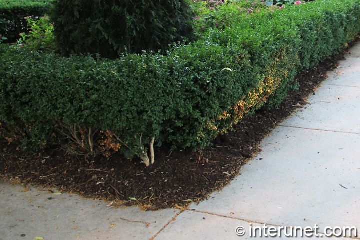 corner-hedge-fence