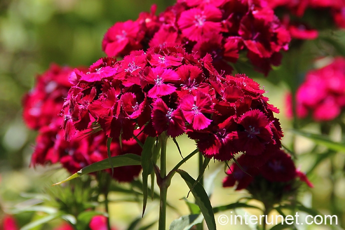 dianthus-barbatus-sweet-william