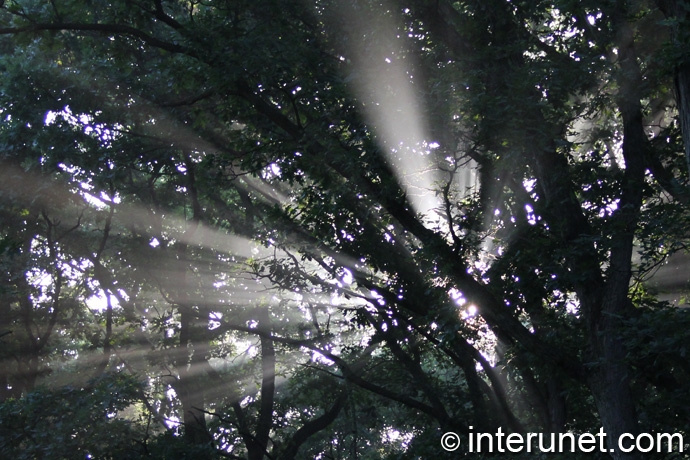 sun-rays-coming-through-the-trees