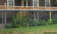 chain-link-stylish-fence-rejuvenated