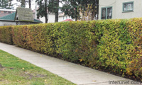 hedge-fence-in-autumn