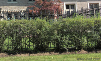 metal-fence-with-decorative-hedge