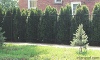 metal-fence-with-hedge