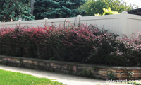 vinyl-fence-hedge